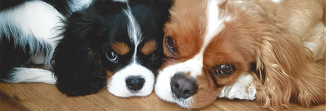 Photo of 2 Cavaliers laying close together